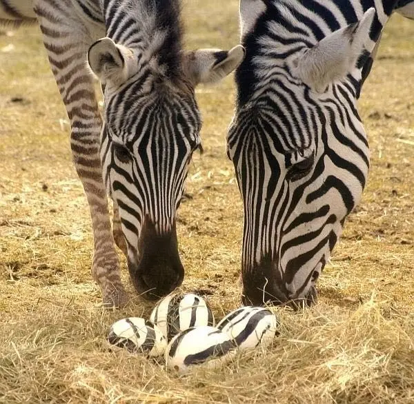 Zebra-Eier[1].jpg